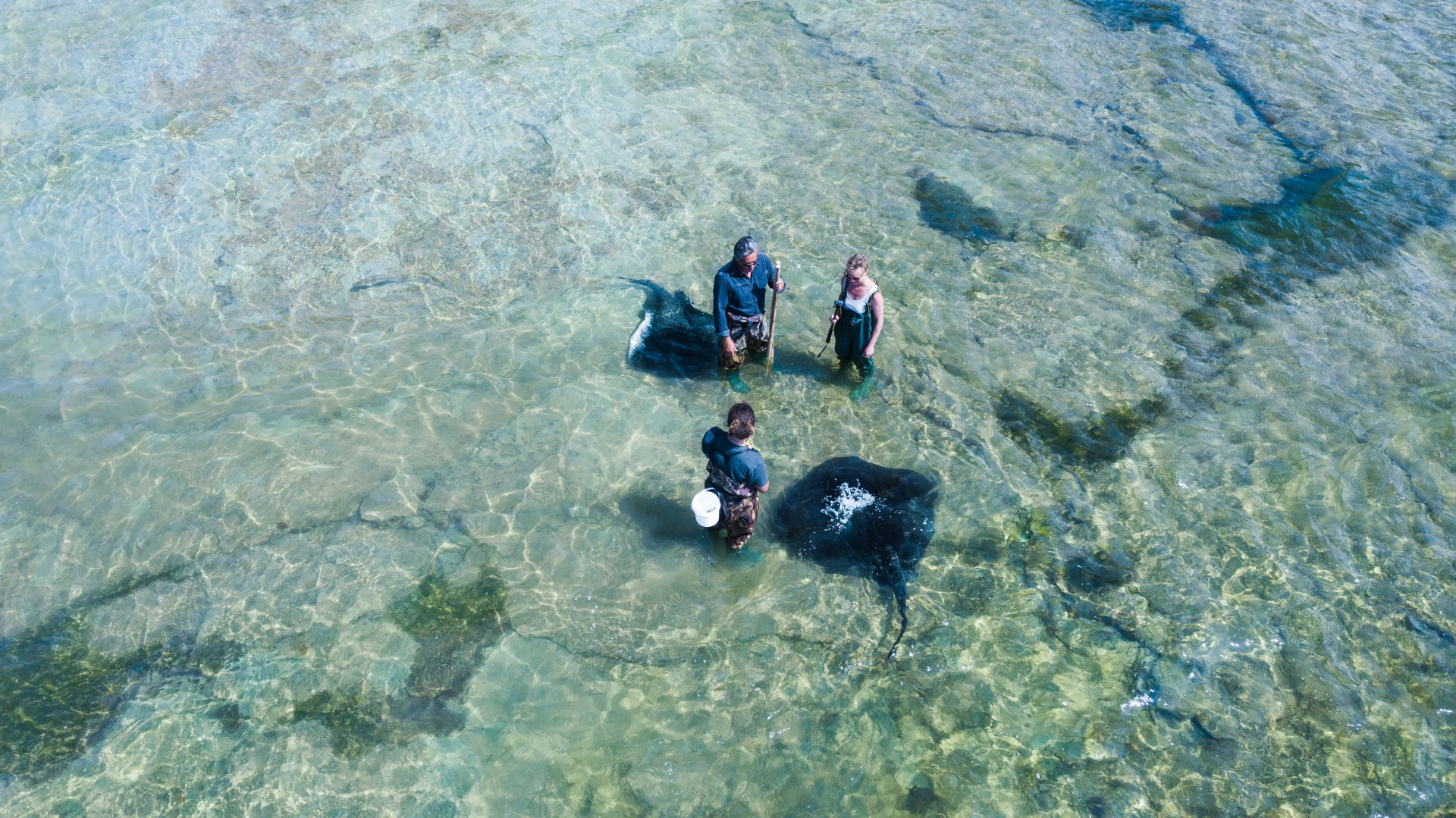 Gisborne 6