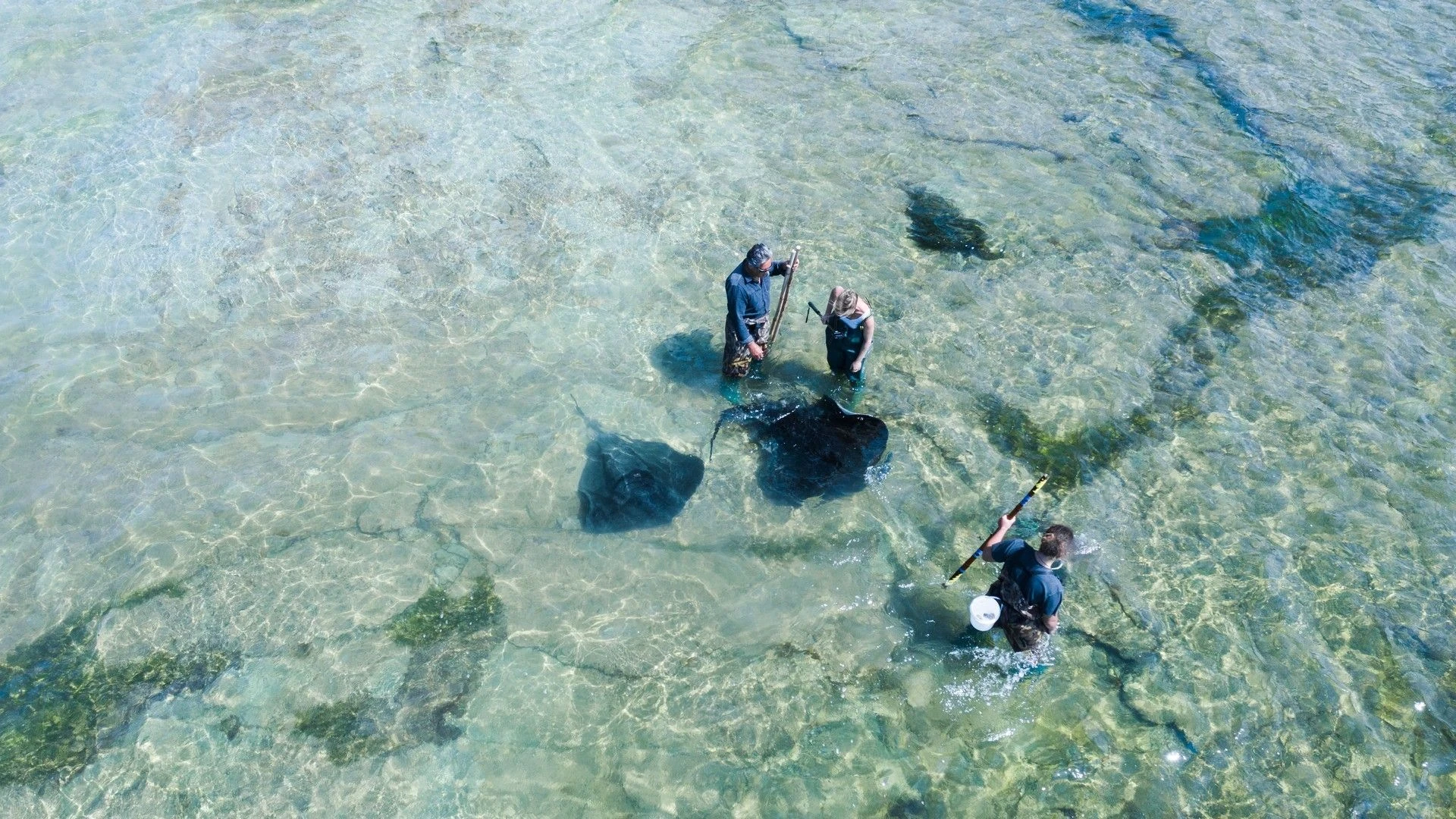 gisborne 7