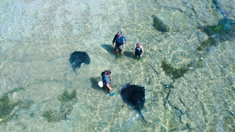 Dive Tatapouri Reef Ecology Tour with Wild Stingrays
