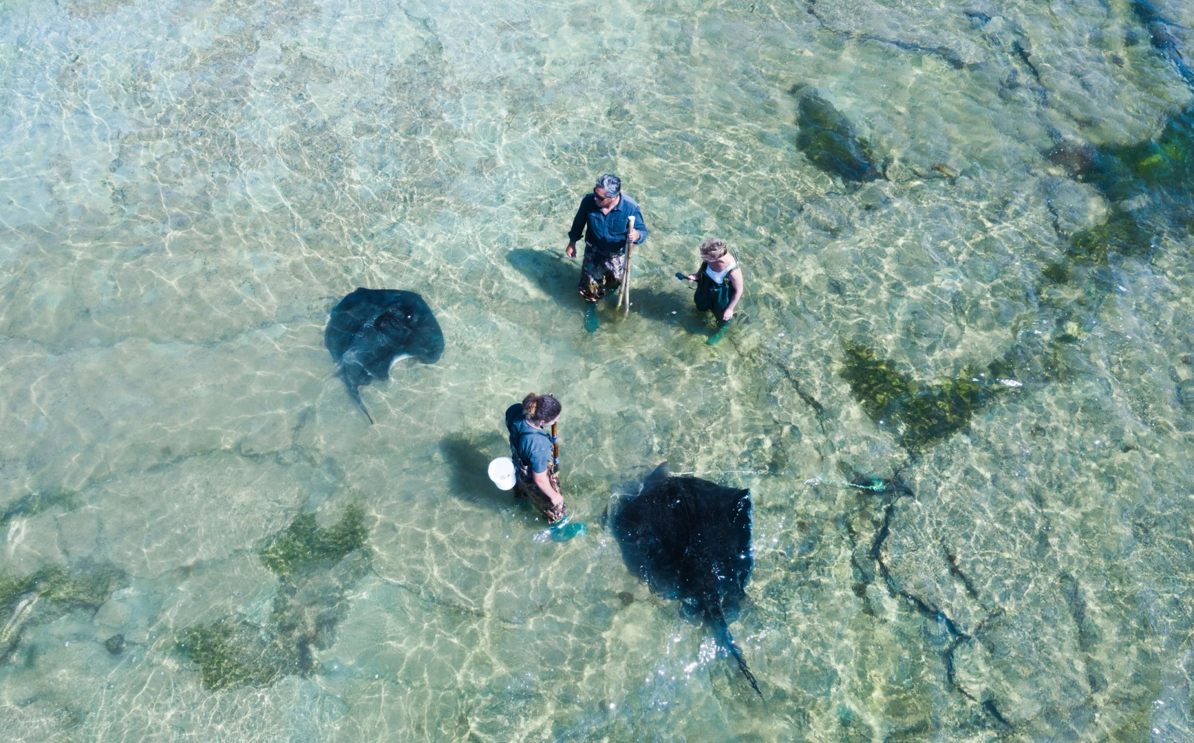 Dive Tatapouri Reef Ecology Tour with Wild Stingrays