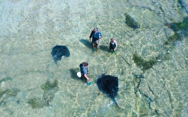 Dive Tatapouri Reef Ecology Tour with Wild Stingrays