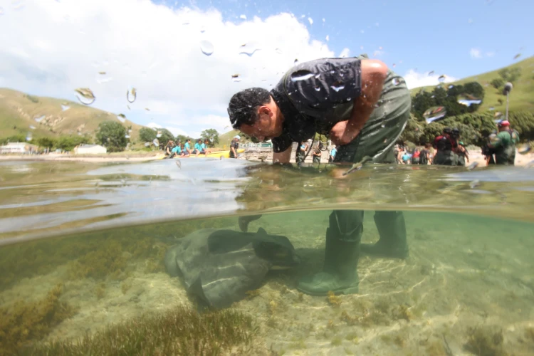 Dive Tatapouri Reef Ecology Tour with Wild Stingrays