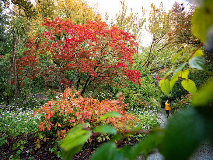 National Arboretum of NZ - Eastwoodhill