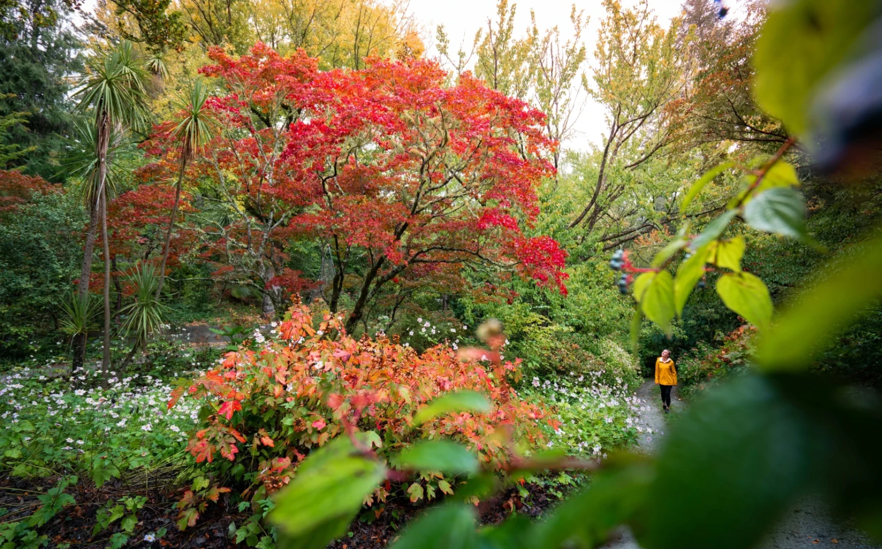 Eastwoodhill Arboretum 11 v2