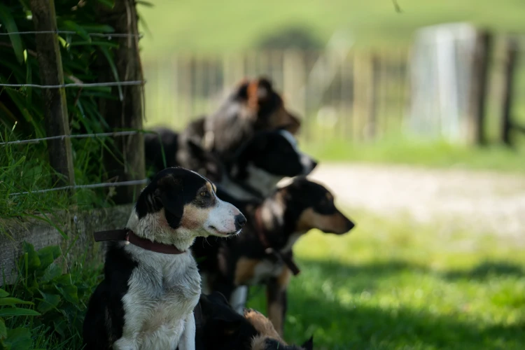 Mahaanui Farmstay Experience