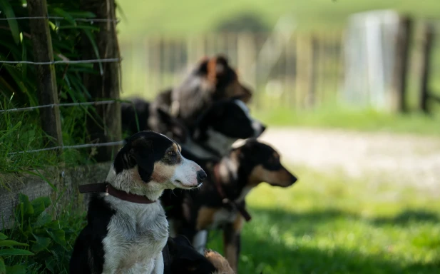 Mahaanui Farmstay Experience