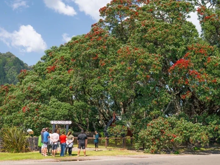 Te waha o rerekohu - Pohutukawa Tree