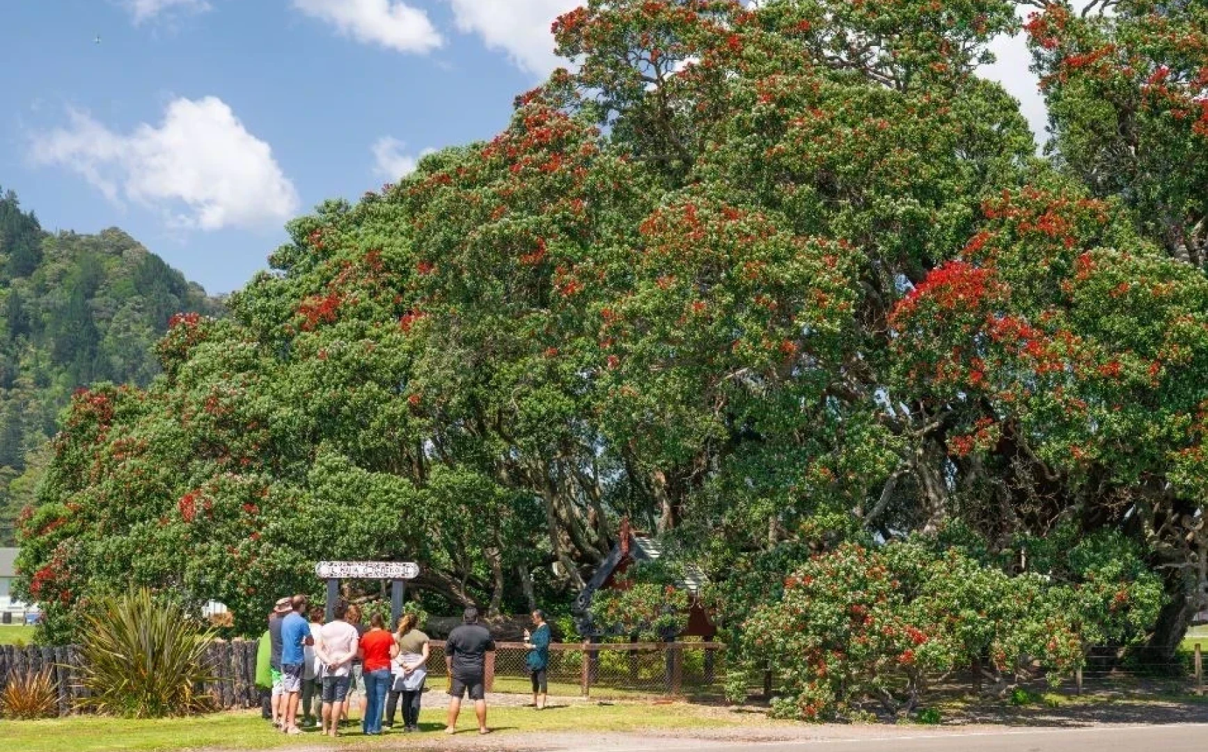 Pohutukawa Tree 1