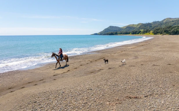 Te Kaha Standfast Horsetreks 86
