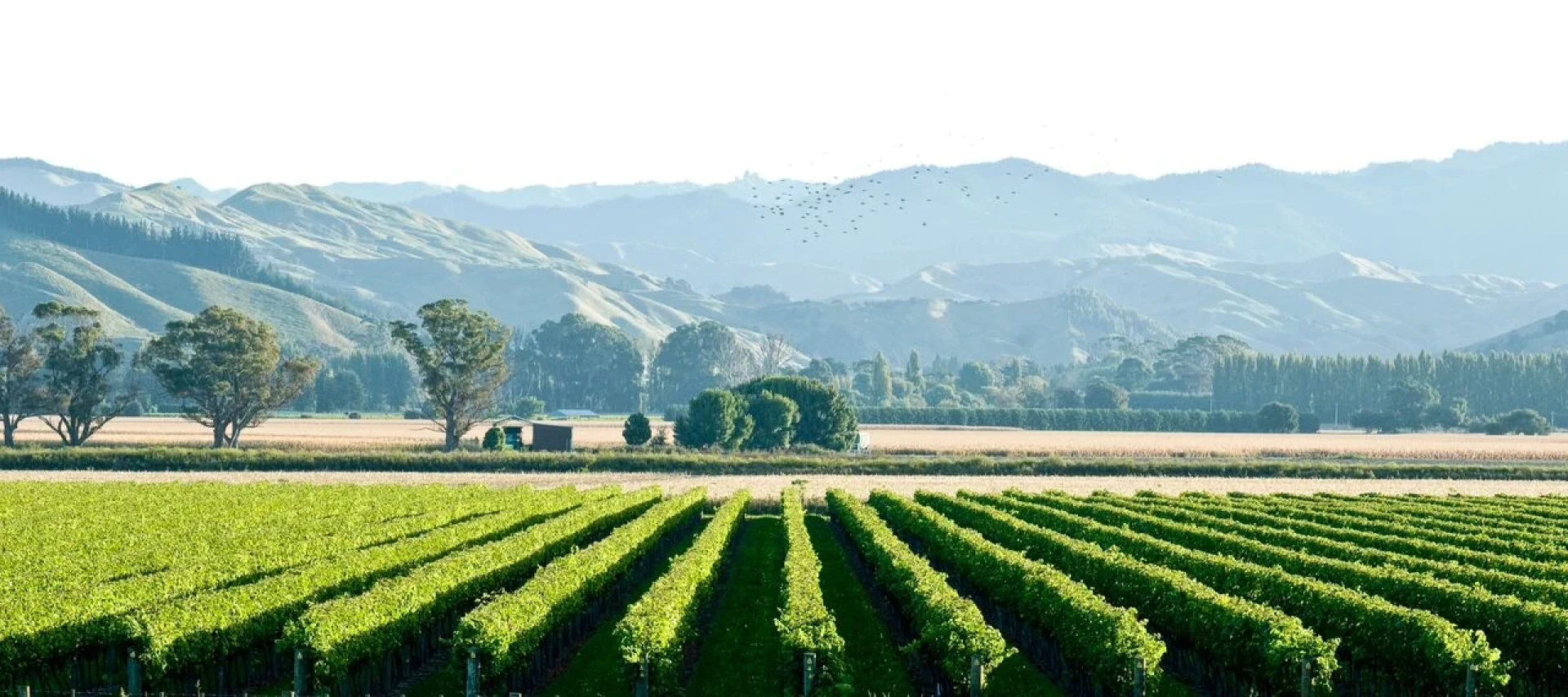 Gisborne Wine Country credit Gisborne Wine Growers Association