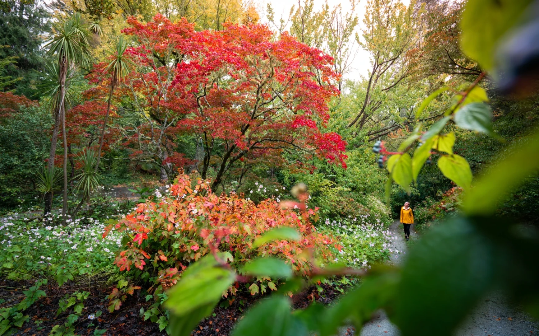 Eastwoodhill Arboretum 11